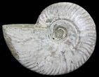 Silver Iridescent Ammonite - Madagascar #64837-1